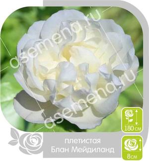 Роза Блан Мейдиланд ПЛ/ Семена Алтая (Сибирские розы)